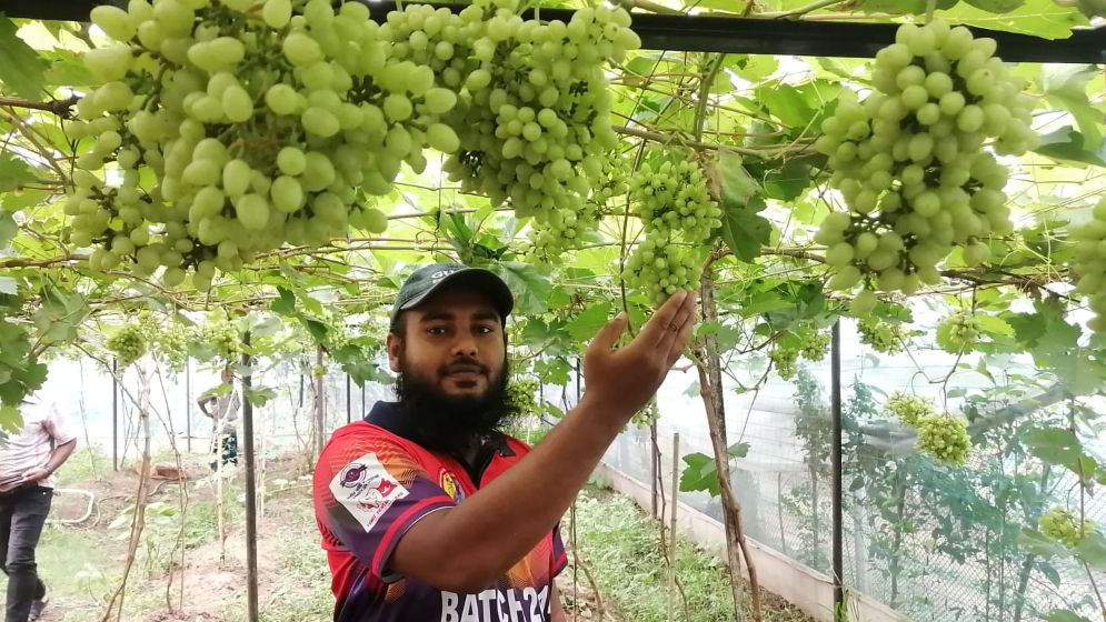 আঙুর চাষের স্বপ্ন শুরু ৩০ টাকায়, এখন আয় লাখ টাকা